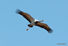 Oiseau migrateur - Rajasthan-  Inde